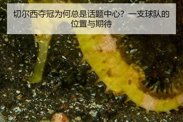 qie-er-xi-duo-guan-wei-he-zong-shi-hua-ti-zhong-xin-yi-zhi-qiu-dui-de-wei-zhi-yu-qi-dai-2-769.jpg